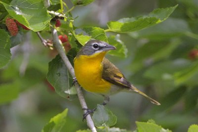 Yellow-breasted Chat