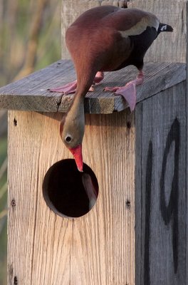 Black-bellied Whistling Duck Checking on Mate