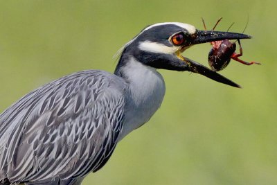 Yellow-crowned Night Heron and Crawfish