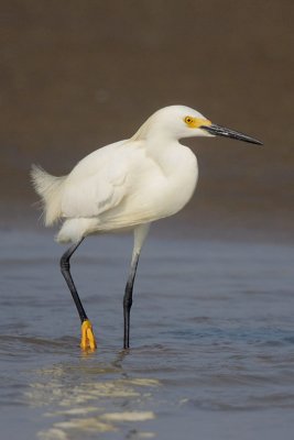 Snowy Egret