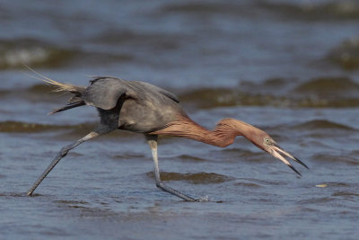 Reddish Egret