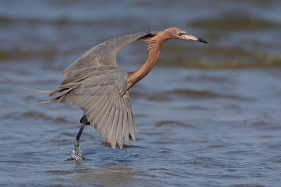 Reddish Egret