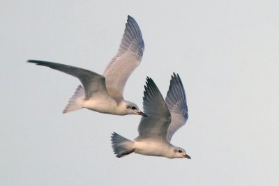 Gull-billed Terns (Juve)