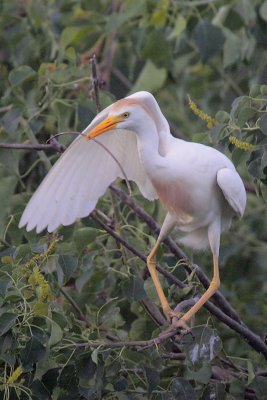 Cattle Egret Carrying Stick