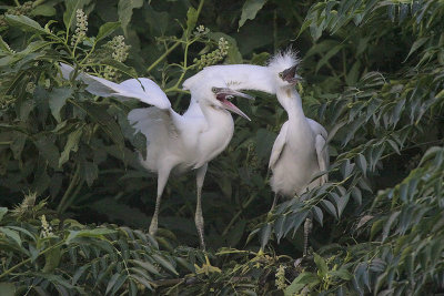 Snowy Egret Chicks