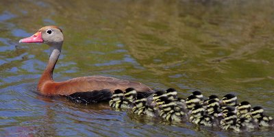 Black-bellied Whistling Duck and 17 Ducklings