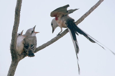 Scissor-tailed Flycatcher and Fledglings