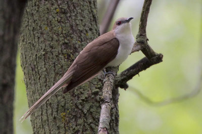 Black-billed Cuckoo