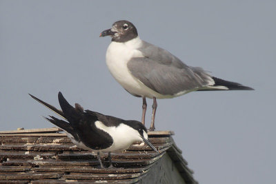 Sooty Tern and Laughing Gull