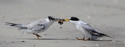 Least Terns Chick Feeding