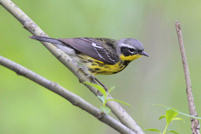 Magnolia Warbler