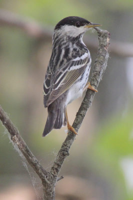 Blackpoll Warbler