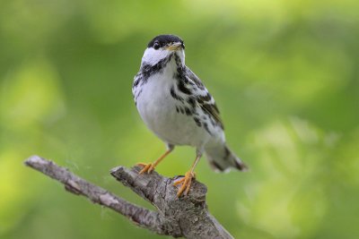 Blackpoll Warbler