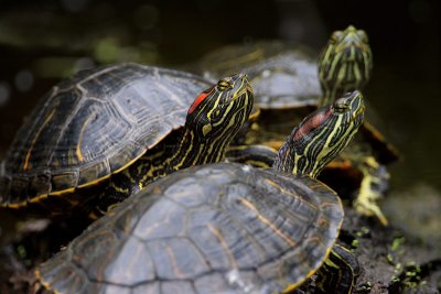 Three Turtles