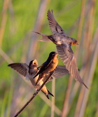 Barn Swallow Chick Feeding