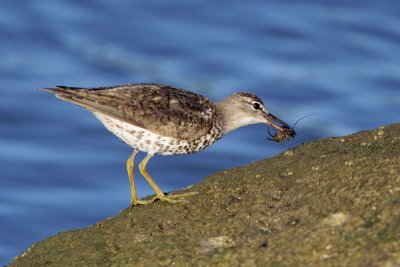 Spotted Sandpiper Eating