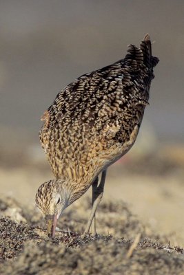 Long-billed Curlew Probing for Something to Eat