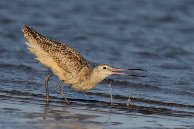 Marbled Godwit