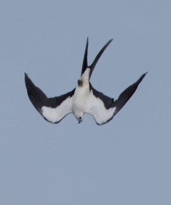 Swallow-tailed Kite Dive