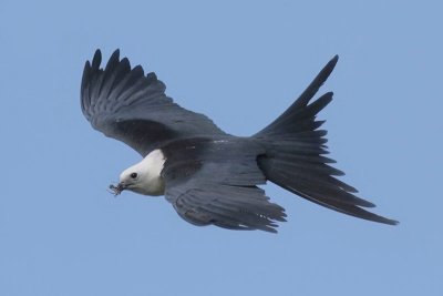 Swallow-tailed Kite with Grasshopper