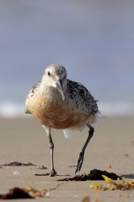 Red Knot