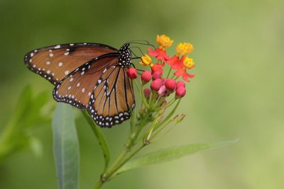 Queen Butterfly