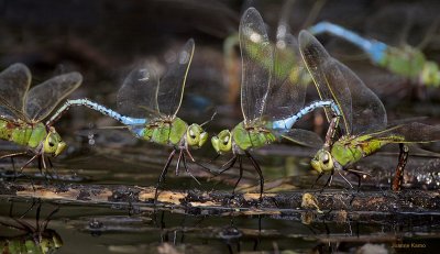 Green Darners Mating