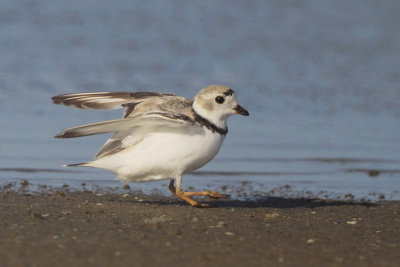Piping Plover