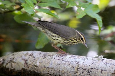 Northern Waterthrush