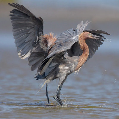 Reddish Egrets