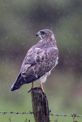 Swainson's Hawk