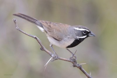 Black-throated Sparrow