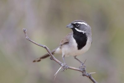 Black-throated Sparrow