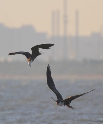 Magnificent Frigatebird Adult Retrieved Stick