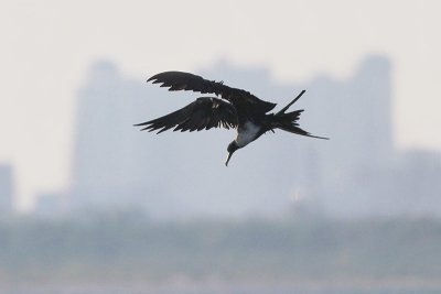 Magnificent Frigatebird Diving after Stick