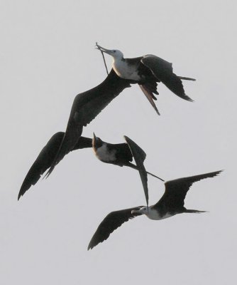 Magnificent Frigatebirds Chasing after Juve with Stick