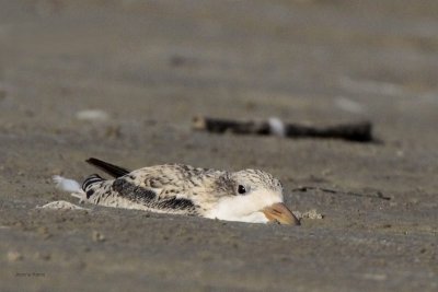 Black Skimmer Chick Resting and Hiding