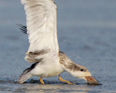 Black Skimmer Juve Starting to Skim