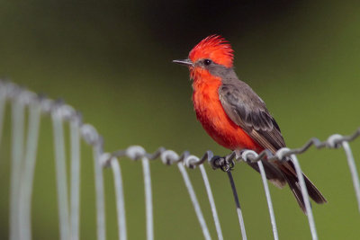 Vermillion Flycatcher