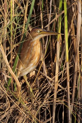 Least Bittern