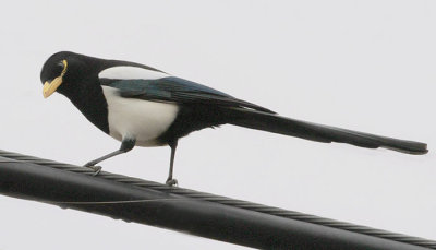 Yellow-billed Magpie