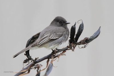 Black Phoebe