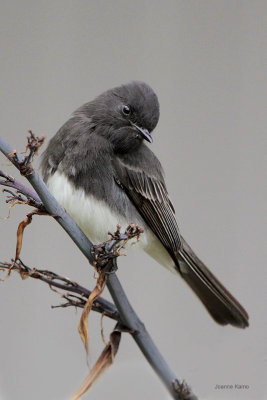 Black Phoebe