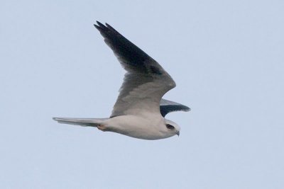 White-tailed Kite