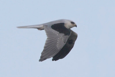 White-tailed Kite