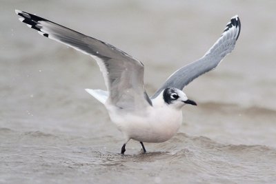 Franklin's Gull