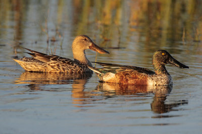 Northern Shovelers