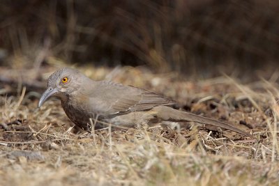 Curve-billed Thrasher Rooting for Insects