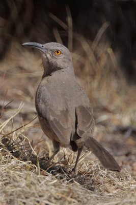 Curve-billed Thrasher