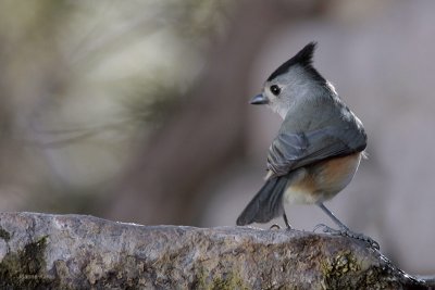 Black-crested Titmouse